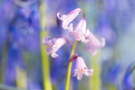 Purple and pink wild hyacinths in natureの写真素材