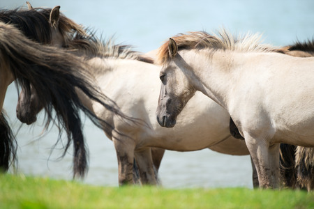 Dutch river Nederrijn with Konik horses near the waterの写真素材