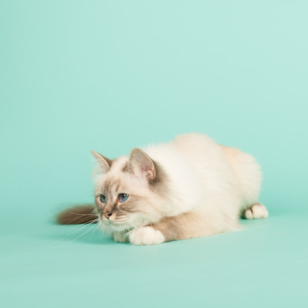 Portrait Birman cat on green backgroundの写真素材