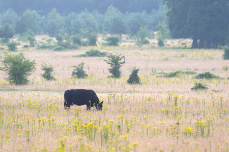 Dutch nature with grazing galloway cowの写真素材