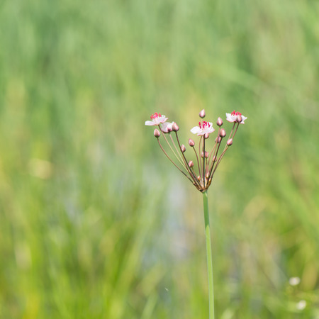Pink wild grass rush in natureの写真素材