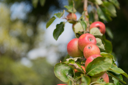 Ripe red apples hanging in treeの写真素材