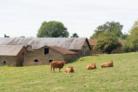 Typical Limousin cows in the French pastures near villageの写真素材