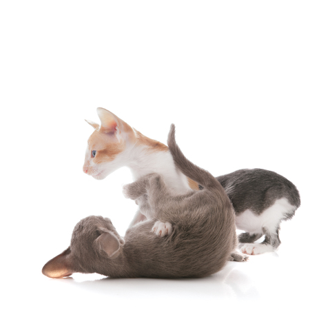 Playing young kittens isolated over white backgroundの写真素材