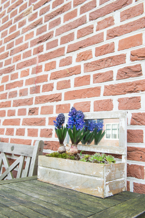 Purple Hyacinths in wooden flower pot outdoorの写真素材