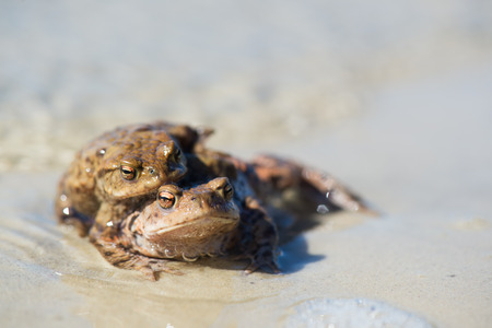 mating Common toads in nature waterの写真素材