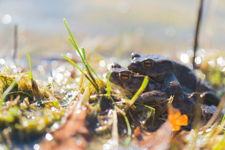 mating Common toads in nature waterの写真素材
