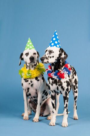 Portrait pure breed Dalmatian dogs with birthday hat and chains in studio on blue backgroundの写真素材