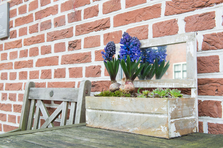 Purple Hyacinths in wooden flower pot outdoorの写真素材