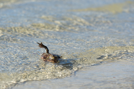 mating Common toads in nature water