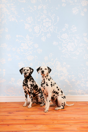 Pure breed Dalmatian dogs together sitting at floor in living roomの写真素材