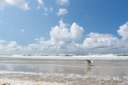Dog swimming in the North seaの写真素材
