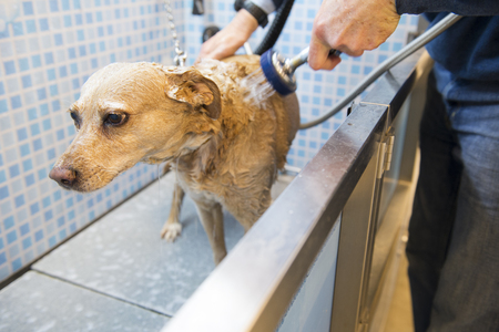 Washing the dog in the doggy doucheの写真素材