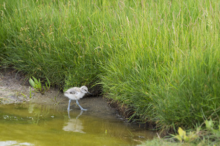 Pied avocet baby chick wading in waterの写真素材