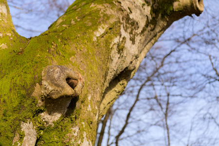 Detail old beech tree with moss