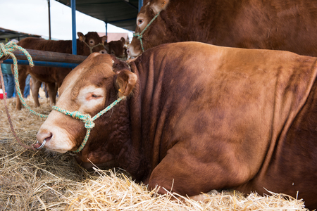 French Limousin bulls in barnの写真素材