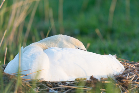 White mute swan on nestの写真素材