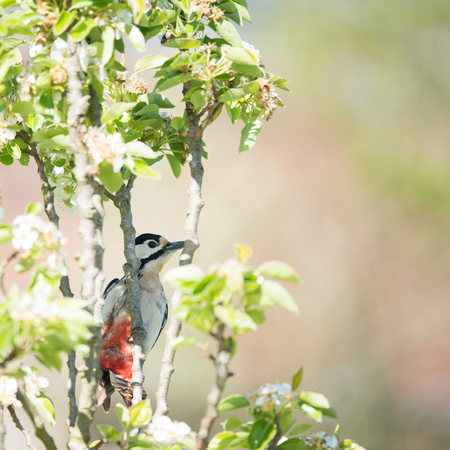 Female great spotted woodpecker in blossom treeの写真素材