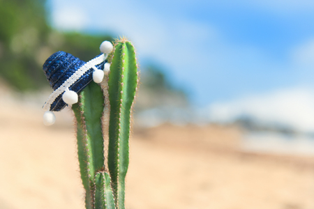 Cactus plant with Spanish Sombrero at the beachの写真素材