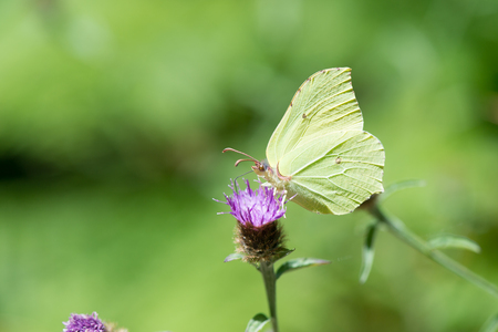 common brimstone on purple Thistle flowerの写真素材