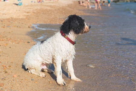 Dog playing at the beachの写真素材