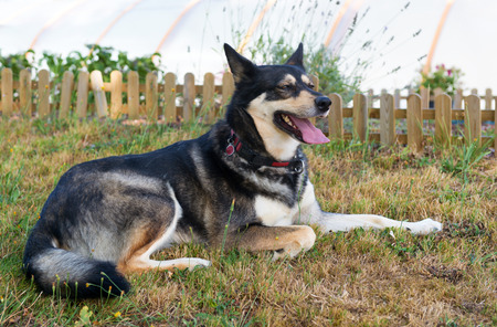 Husky dog laying outdoor in garden