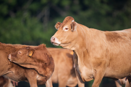 Limousine cow in fields in Franceの写真素材