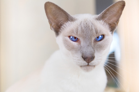 Adult Lilac point Siamese cat in hanging bedの写真素材