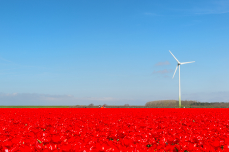 Landscape in Holland with flowerbulbs, red tulips and wind mill
