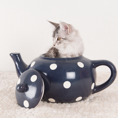 Little funny maine coon kitten in big blue tea potの写真素材