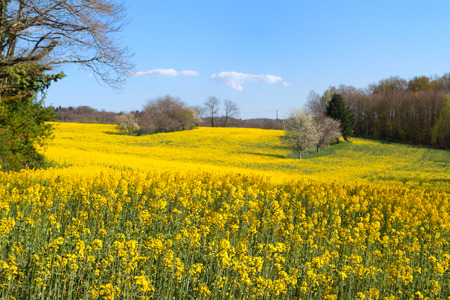 Rapeseed field in France with blossom trees