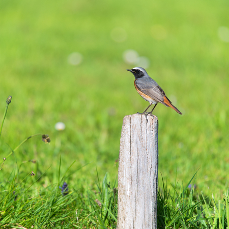 Common Redstart on pole in natureの写真素材