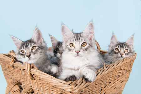 Three maine coon kittens in old vintage basketの写真素材