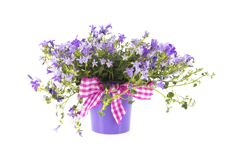 Purple bellflower with festive ribbon in pot isolated over white backgroundの写真素材