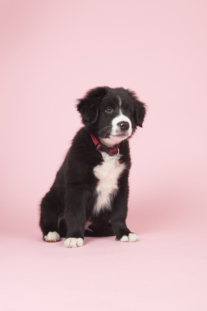 Cute border collie puppy on pink backgroundの写真素材