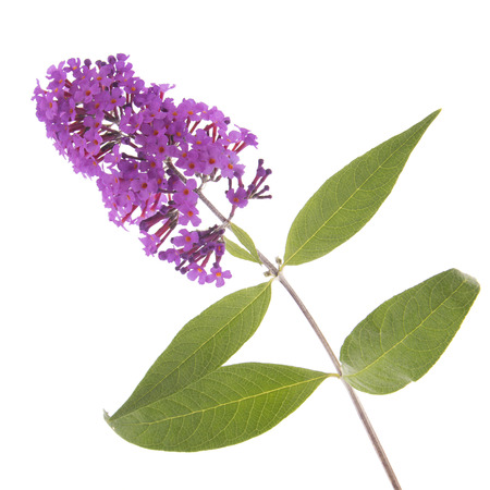 Purple butterfly bush isolated over white backgroundの写真素材