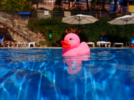 Pink bath duck floating in swimming poolの写真素材