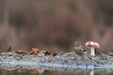 Single female finch near waterの写真素材