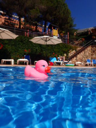 Pink bath duck floating in swimming poolの写真素材
