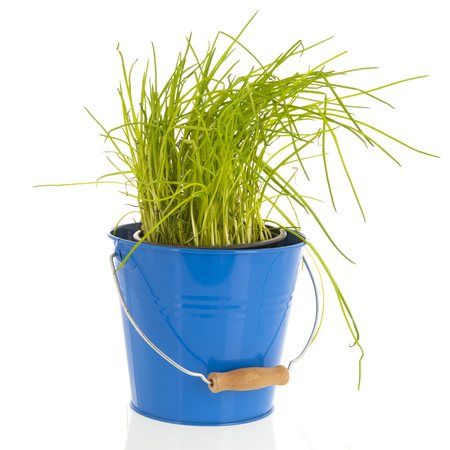 Blue bucket with fresh chives isolated over white backgroundの写真素材