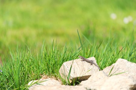 Podarcis muralis or common wall lizard on stoneの写真素材