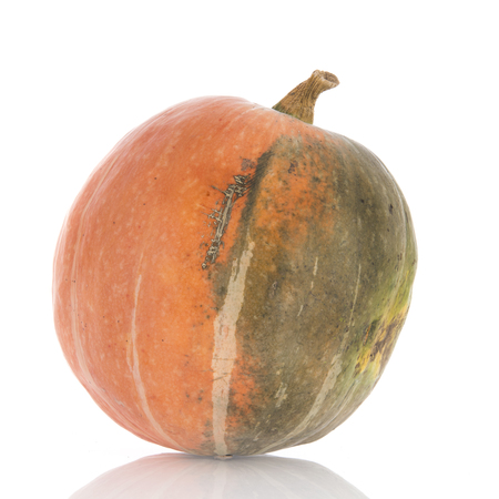 Orange pumpkin from the garden isolated over white backgroundの写真素材