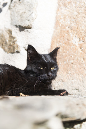 Young kitten enjoying laying outdoor in the sunの写真素材