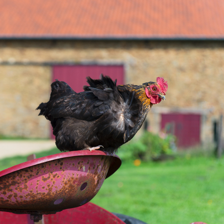 Black chicken on tractor at the farmの写真素材