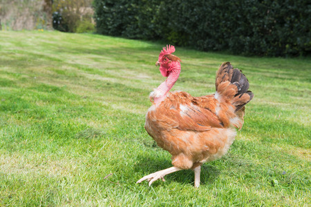 Naked neck chicken as free range birdの写真素材