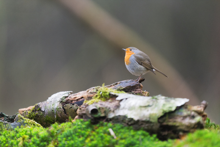 European robin - Erithacus rubecula in natureの写真素材