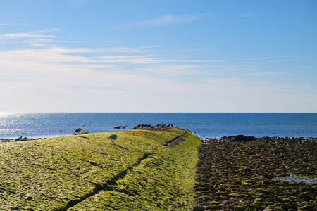 Ile de RÃ© - Pier with sea gulls at the nort coast from the islandの写真素材