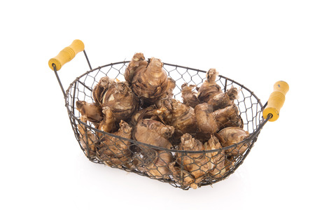 Wooden harvest basket for the garden full with daffodil flower bulbs isolated over whiteの写真素材