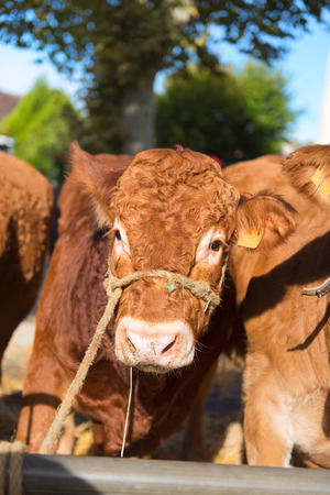 Market in French Limousin with brown Limousine cowsの写真素材