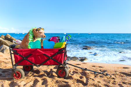 Red beach cart with luggage and dog in front of the seaの写真素材